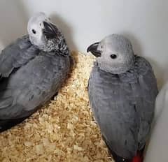 African Geray Baby Male & Female
