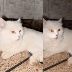 Persian cat white golden eye see like a beautiful charm