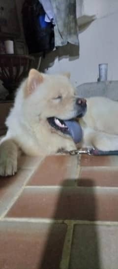 chow chow male