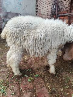 6 months healthy active sheep for sale