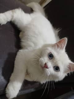 persian cat