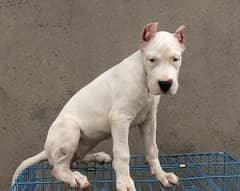TOP QUALITY DOGO ARGINTINO  PUPPIES AVAILABLE FOR SALE