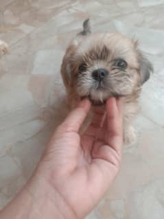 Shihtzu puppy