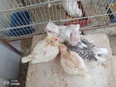COCKTAIL CHICK HOME BREED FOR SALE