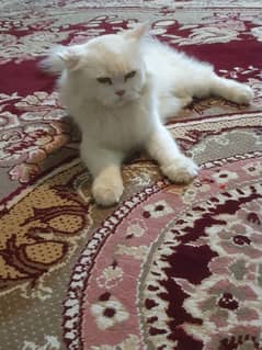 i want I want to sale my person cat