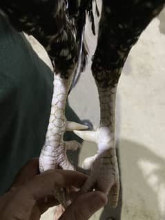 High quality birds for sale