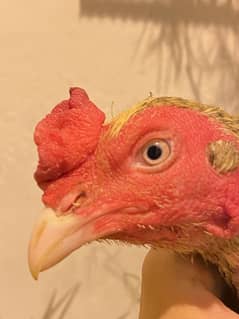 High quality bird for sale