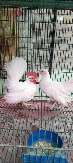 bantam | Japanese | golden bantam | white Japanese | fancy hen