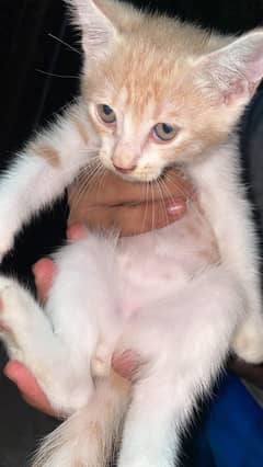 kitten