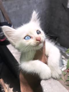 Pershion white kitten