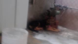 dog. is. barae. farohakt