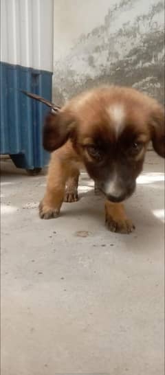 Belgiun Shepherd PUPPIES FOR SALE!!!!!(world most athletic breed)