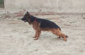 German