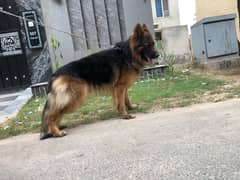German shepherd long coat