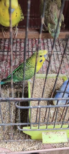 BLACK WINGS BUDGIE PARROT