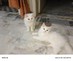 Persian Kittens