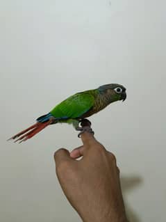 Handtamed