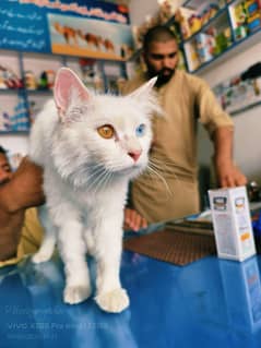 Khao Manee Cat