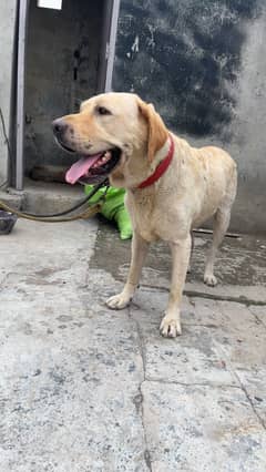 Labrador dog handshake sit down trained lovely dog very nice