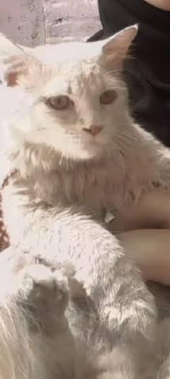 2 years pearshian cat