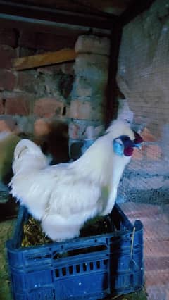 white Silkie