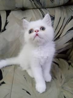 Persian Kittens  – Peke & Punch
