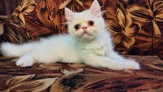 Persian