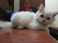 red hemayaliyan kitten