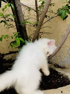 Female 2 month triple coat Persian kitten