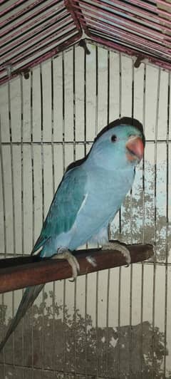 hand tame cobalt parrot DNA female nails tail all ok
