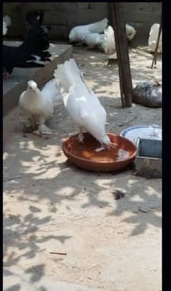 lucky kabootr for sale