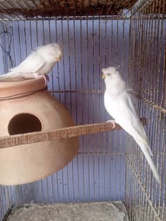 Budgies Rainbow Fbg