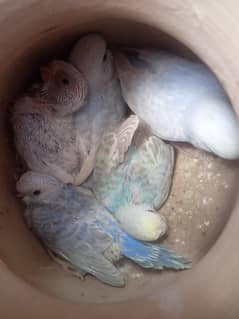 Budgies Rainbow Fbg