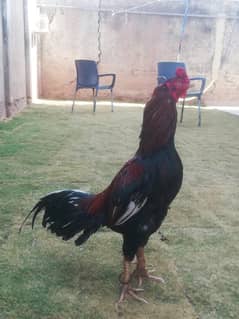 High Qualty Lakha Pure Aseel Breeder Pair For Sale 03129196869