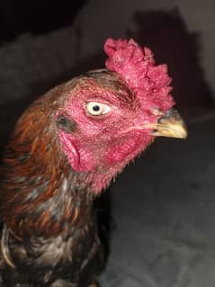 Aseel male for sale