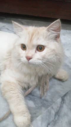Persion cat urgent sale