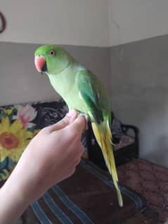 Green ring neck male and hand tame apni mrzi sy batain krta hain krta