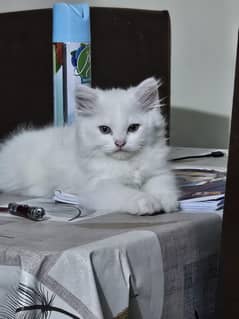 Male Persian Kitten up for paid adoption