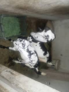 bakri ky bachy