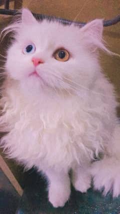 Very active playful cat