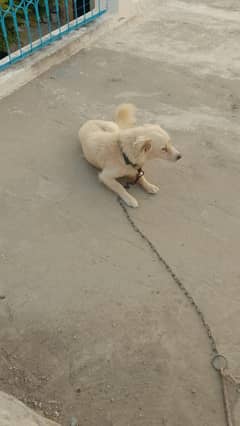 Beautiful Male tamed DOG  for sale