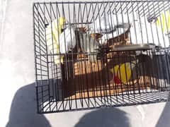 LOVEBIRDS FOR SALE