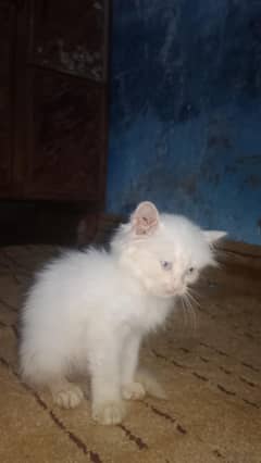Persian cat
