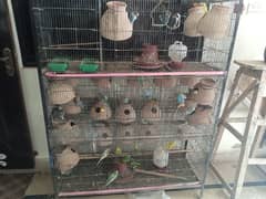 Australian and lovebirds with cage
