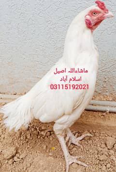 Heera