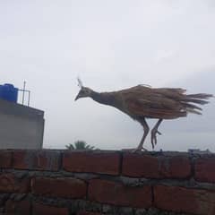  For Urgent Sale - Active and Rare Green Peacock 