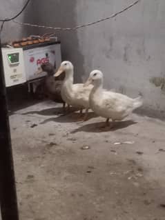 2 female and 1 male ducks for sale 03364578464