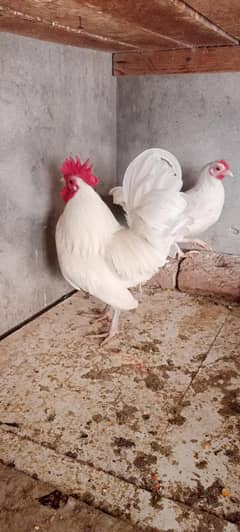 fancy hens for sale