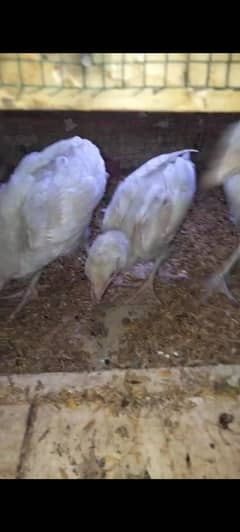 Heera Aseel Chicks