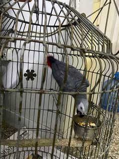Grey parrot